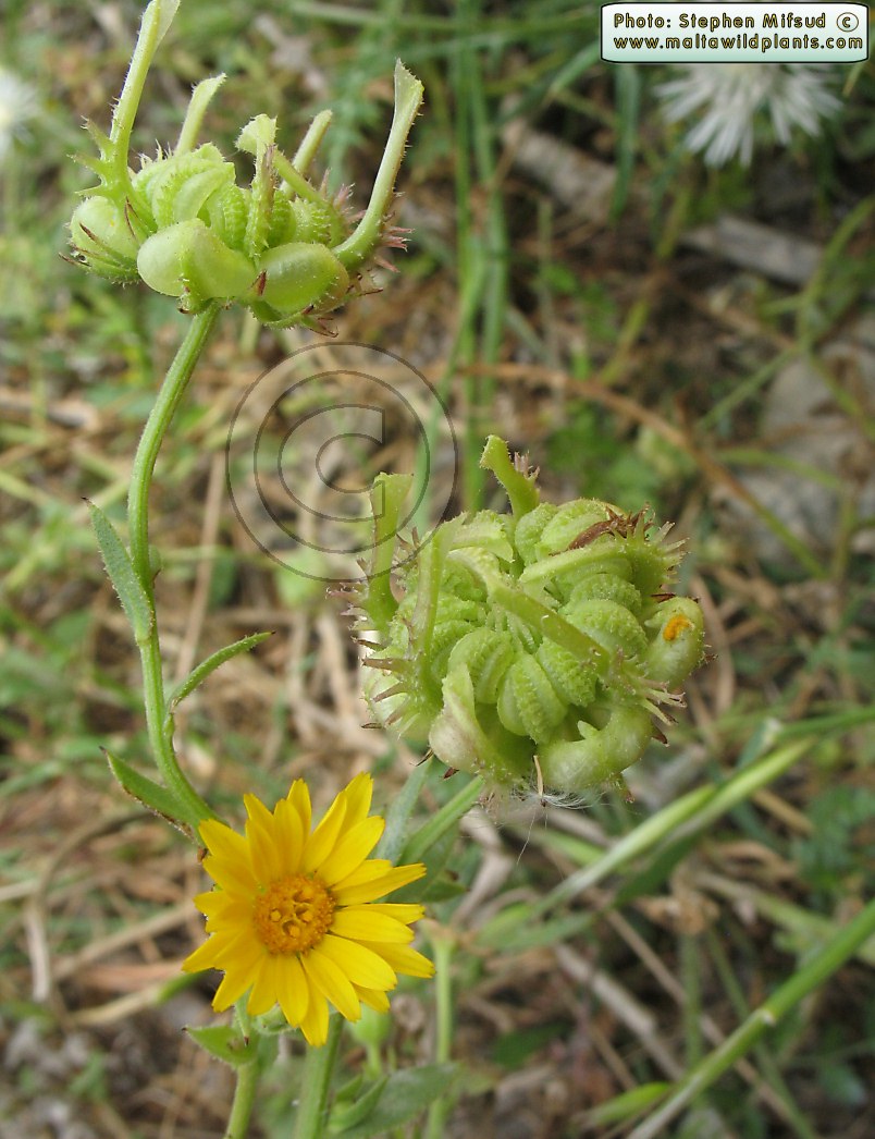 معرفی و راهنمای پرورش گیاهان زینتی فضای باز - همیشه بهار صحرایی